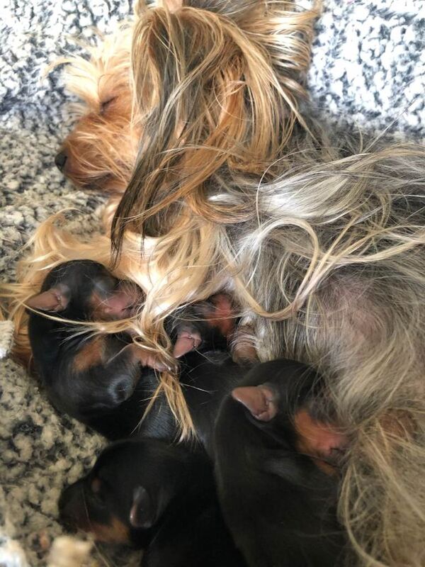 Yorkshire Terriers - Image 2 of 4