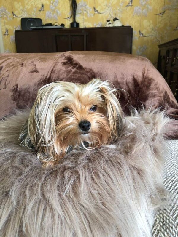 Yorkshire Terriers - Image 3 of 4
