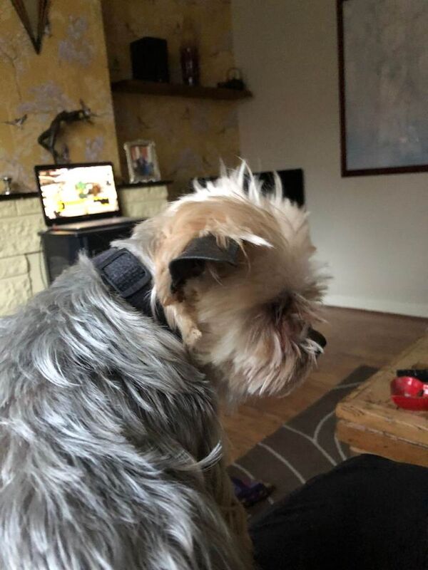Yorkshire Terriers - Image 4 of 4