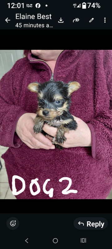 Yorkshire Terrier Puppies For Sale Under £1,000