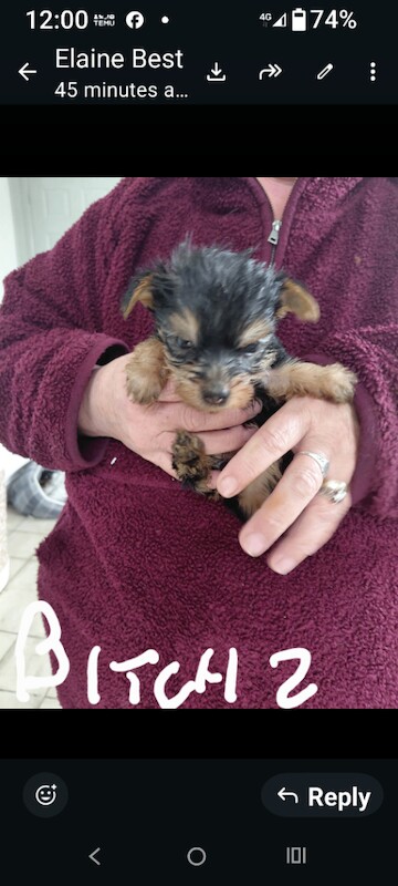 Yorkshire terriers - Image 2 of 2
