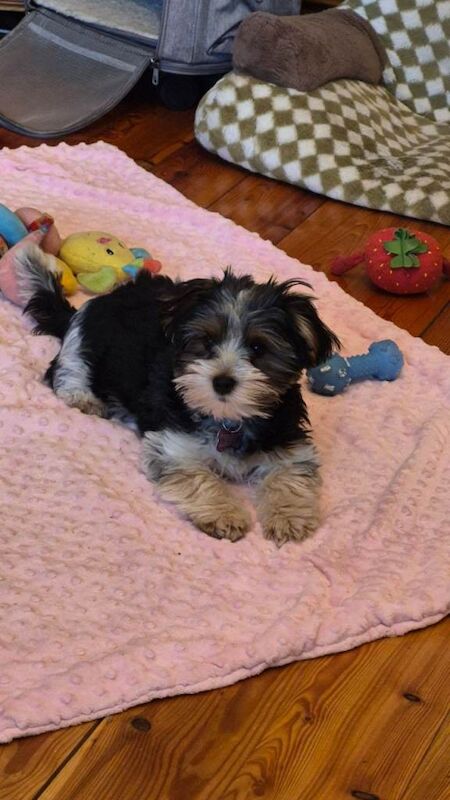 Yorkshire Terrier puppies for sale in Southampton, Hampshire – 3 months old