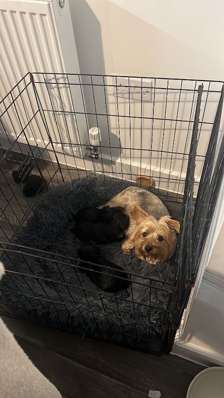 Yorkshire Terrier puppies for sale in Colchester, Essex – 7 weeks old - Image 2 of 12