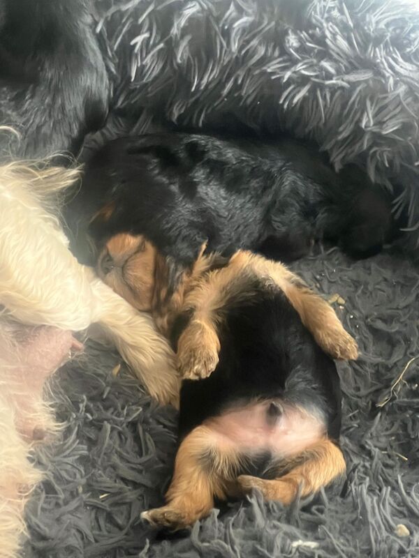 Yorkshire Terrier puppies for sale in Colchester, Essex – 7 weeks old - Image 5 of 12