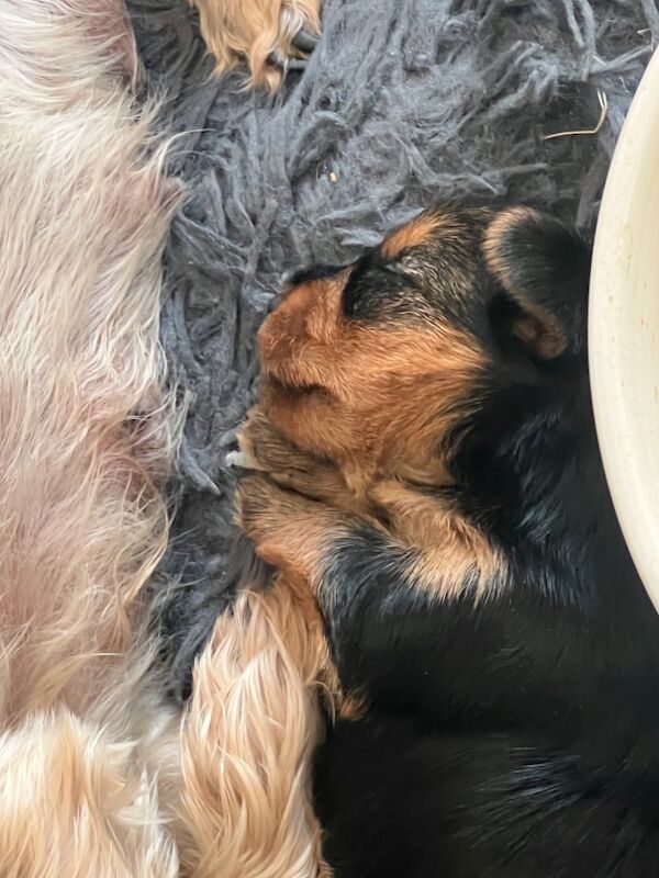 Yorkshire Terrier puppies for sale in Colchester, Essex – 7 weeks old - Image 6 of 12