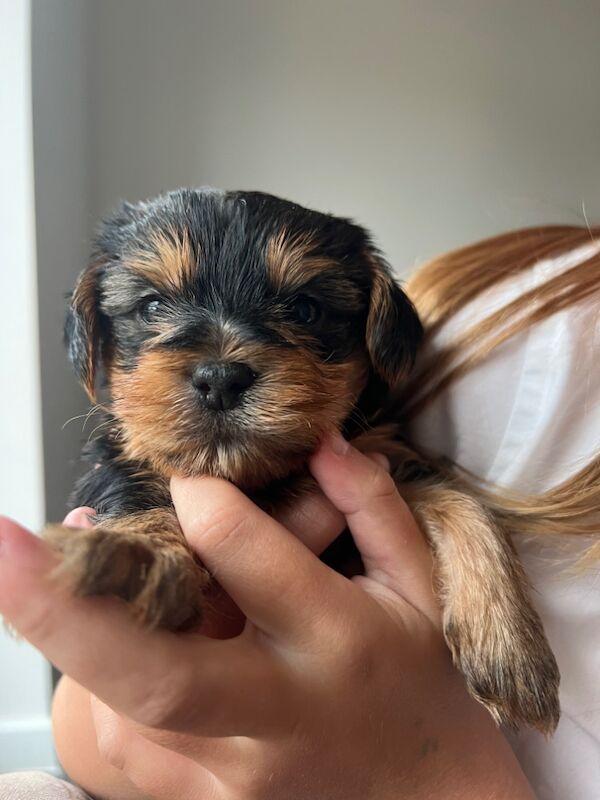 Yorkshire Terrier puppies for sale in Colchester, Essex – 7 weeks old - Image 7 of 12