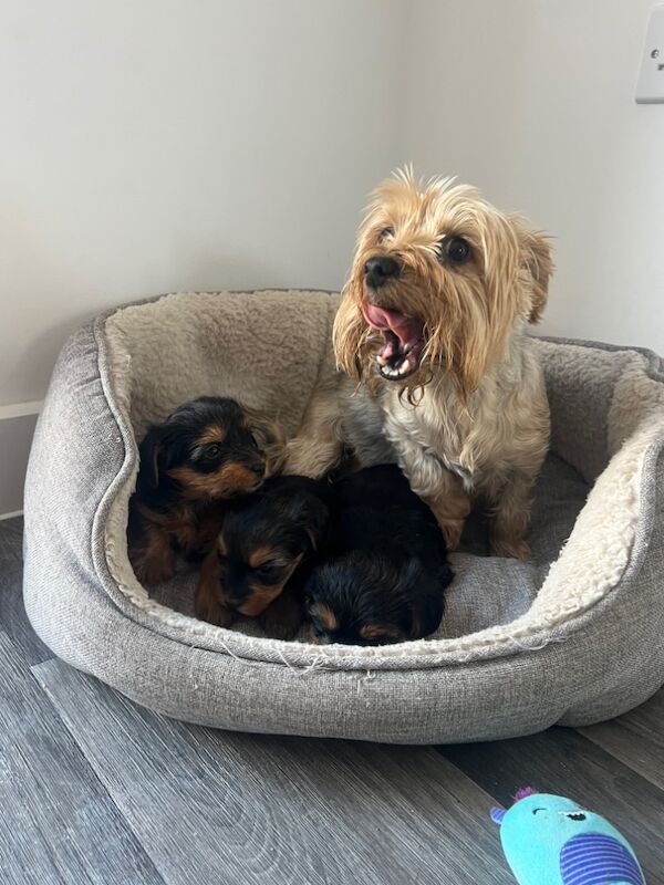 Yorkshire Terrier puppies for sale in Colchester, Essex – 7 weeks old - Image 8 of 12