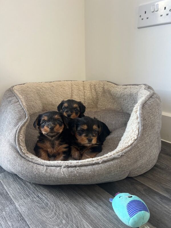 Yorkshire Terrier puppies for sale in Colchester, Essex – 7 weeks old - Image 9 of 12