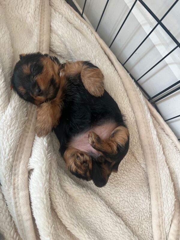 Yorkshire Terrier puppies for sale in Colchester, Essex – 7 weeks old - Image 10 of 12