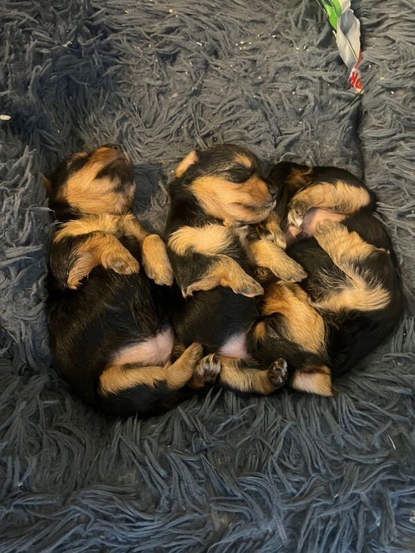 Yorkshire Terrier puppies for sale in Colchester, Essex – 7 weeks old - Image 11 of 12