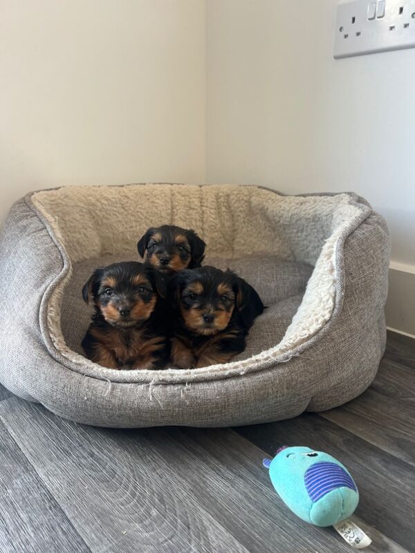 Yorkshire Terrier puppies for sale in Colchester, Essex – 7 weeks old - Image 12 of 12