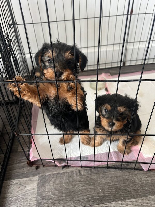 Yorkshire Terrier puppies for sale in Colchester, Essex – 7 weeks old