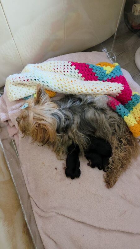 Yorkshire terriers for sale - Image 2 of 3