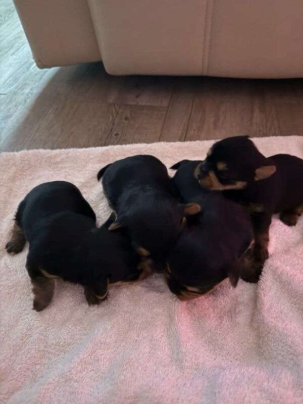 Yorkshire terriers for sale - Image 3 of 3
