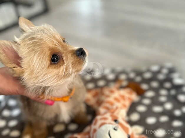 Yorkshire terriers for sale in Bradley Stoke, Gloucestershire - Image 2
