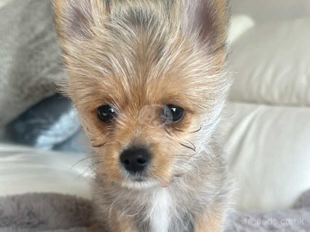 Yorkshire terriers for sale in Bradley Stoke, Gloucestershire - Image 4