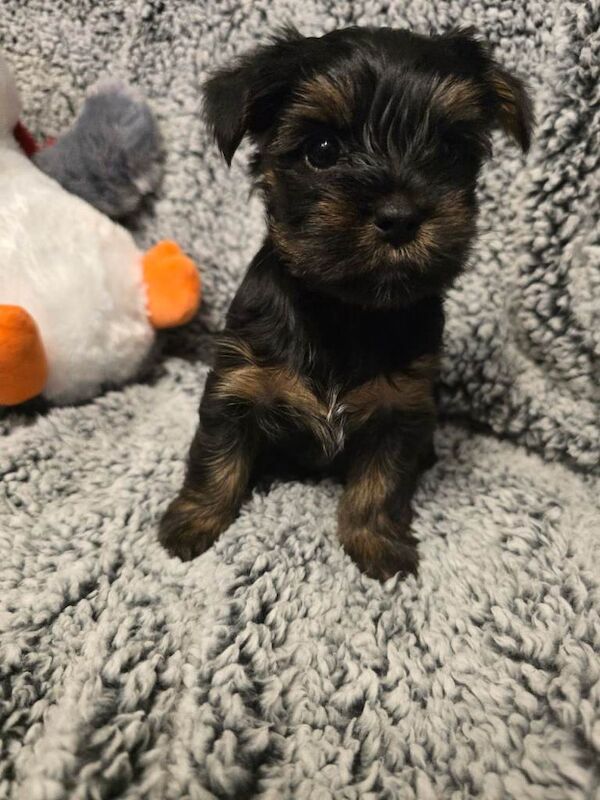 Yorkshire Terrier puppies for sale in Linlithgow, West Lothian – 6 weeks old - Image 2 of 3