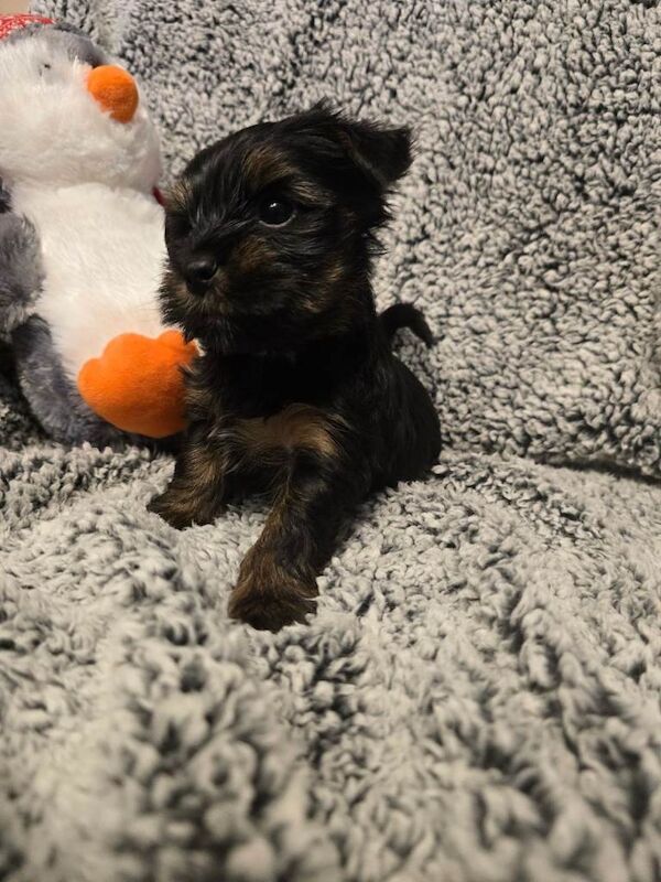 Yorkshire Terrier puppies for sale in Linlithgow, West Lothian – 6 weeks old - Image 3 of 3