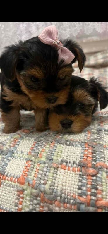 Yorkie Puppies For Sale