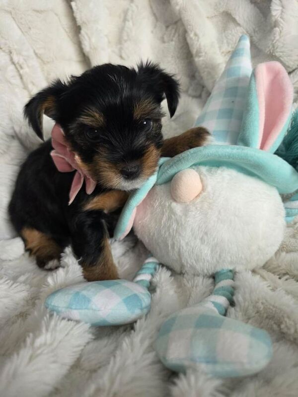 Yorkshire terriers mini puppies - Image 2 of 6