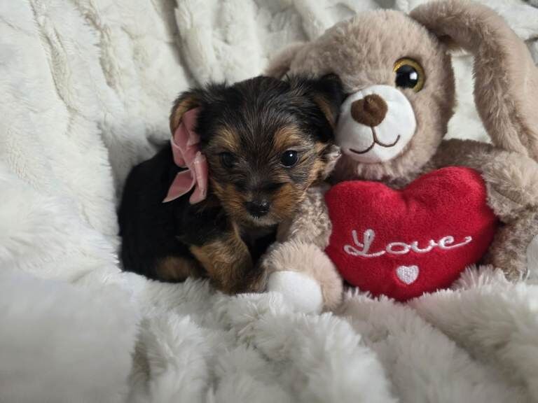 Yorkshire terriers mini puppies - Image 3 of 6