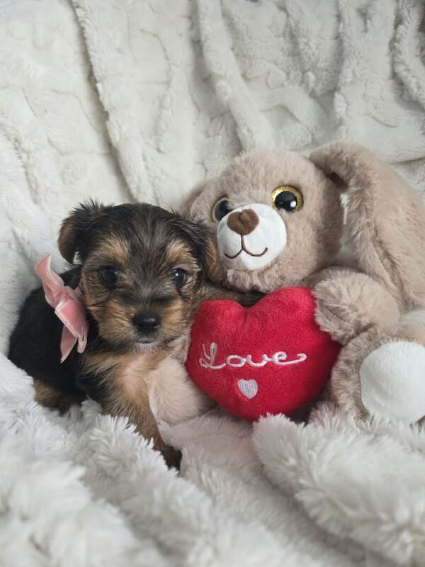 Yorkshire terriers mini puppies - Image 4 of 6
