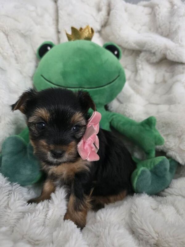 Yorkshire terriers mini puppies - Image 5 of 6