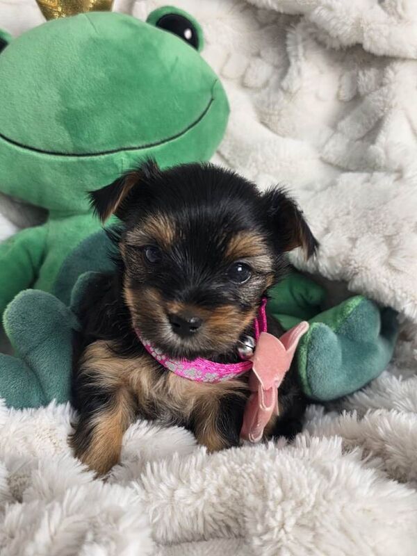 Yorkshire terriers mini puppies - Image 6 of 6