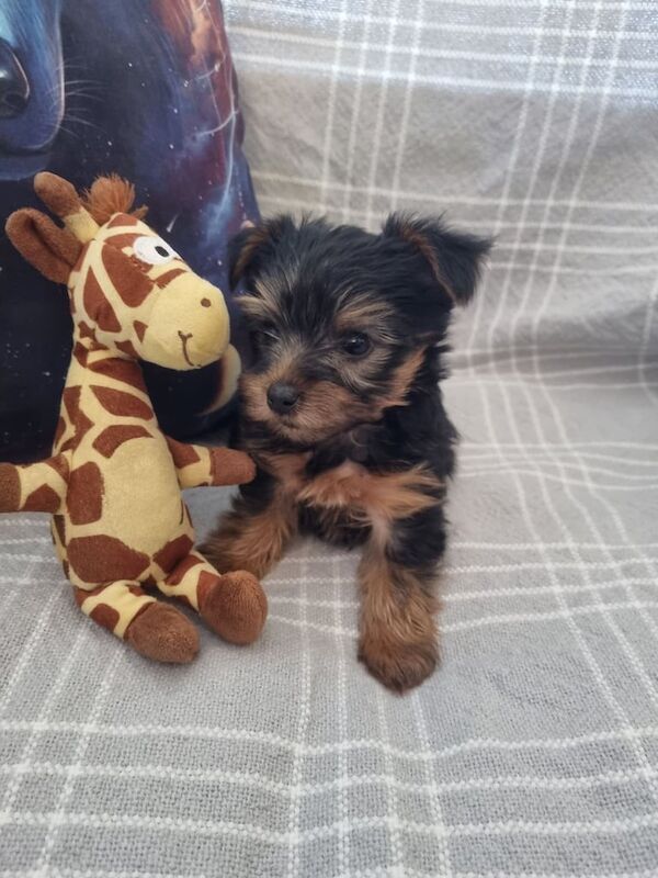 Yorkshire Terriers puppies for sale in Boston, Lincolnshire