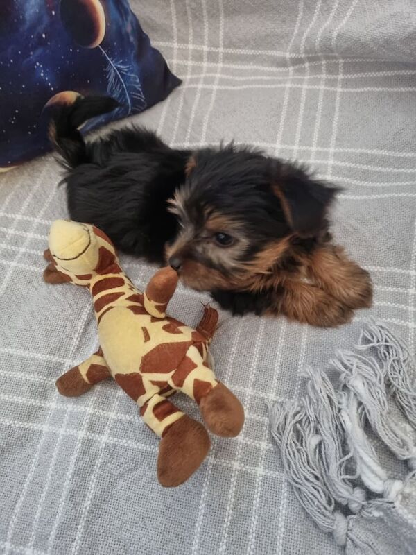Yorkshire Terriers puppies for sale in Boston, Lincolnshire | Image 2