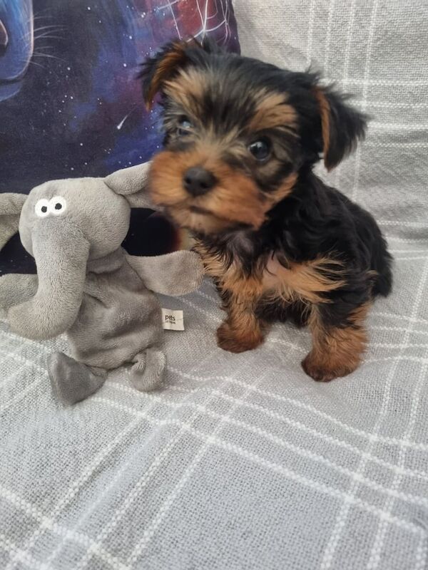 Yorkshire Terriers puppies for sale in Boston, Lincolnshire | Image 3