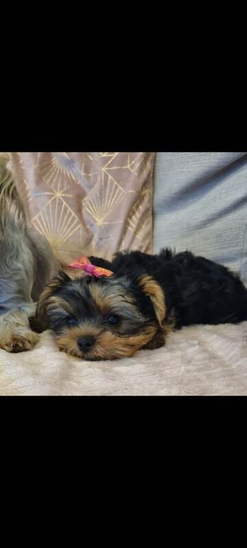 Yorkie Puppies For Sale