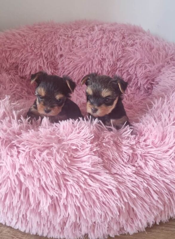 Yorkshire Terriers Puppy - Image 2 of 5