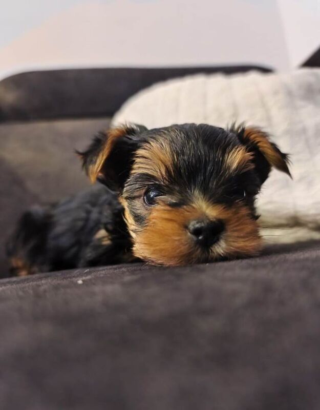 Yorkshire Terriers Puppy - Image 3 of 5