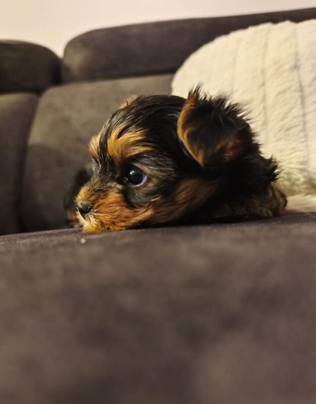 Yorkshire Terriers Puppy - Image 4 of 5