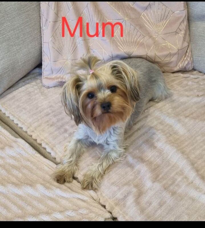 Yorkshire Terriers Puppy - Image 5 of 5