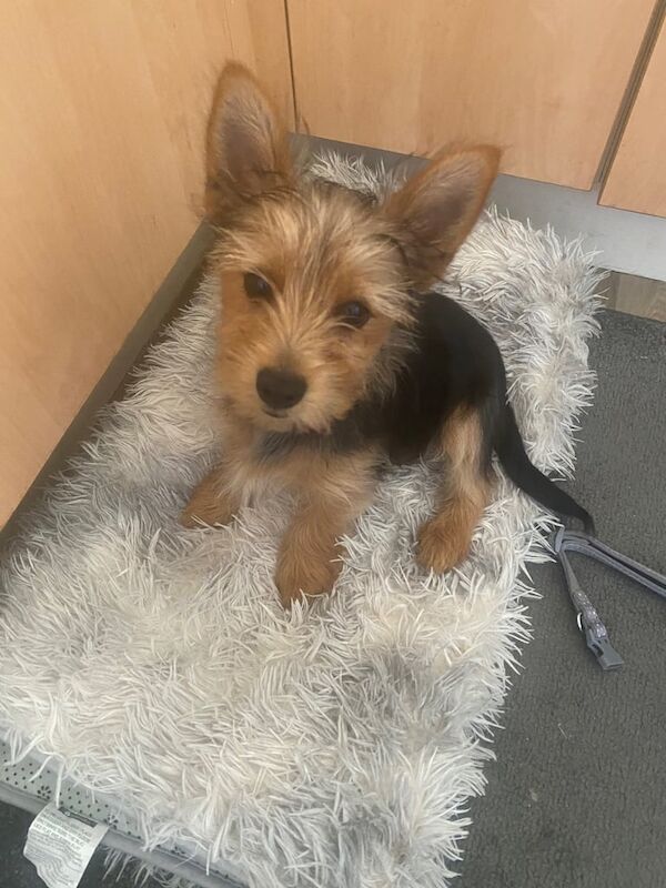 Yorkshire Terrier puppies for sale in Huddersfield, West Yorkshire – 3 months old