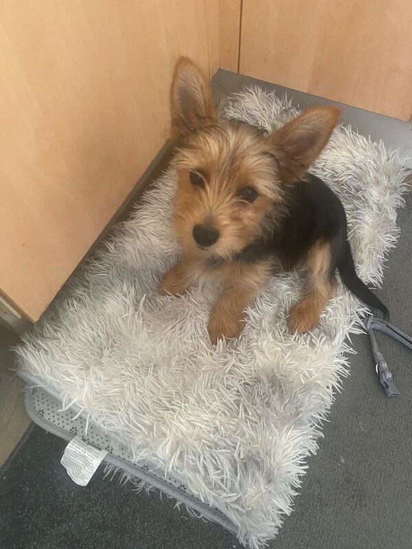 Yorkshire Terrier puppies for sale in Huddersfield, West Yorkshire – 3 months old - Image 2 of 3