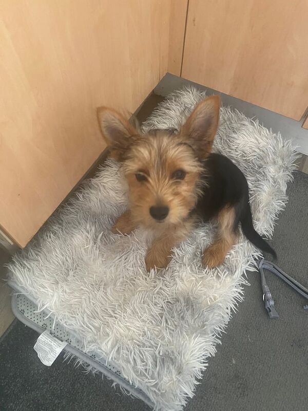 Yorkshire Terrier puppies for sale in Huddersfield, West Yorkshire – 3 months old - Image 3 of 3