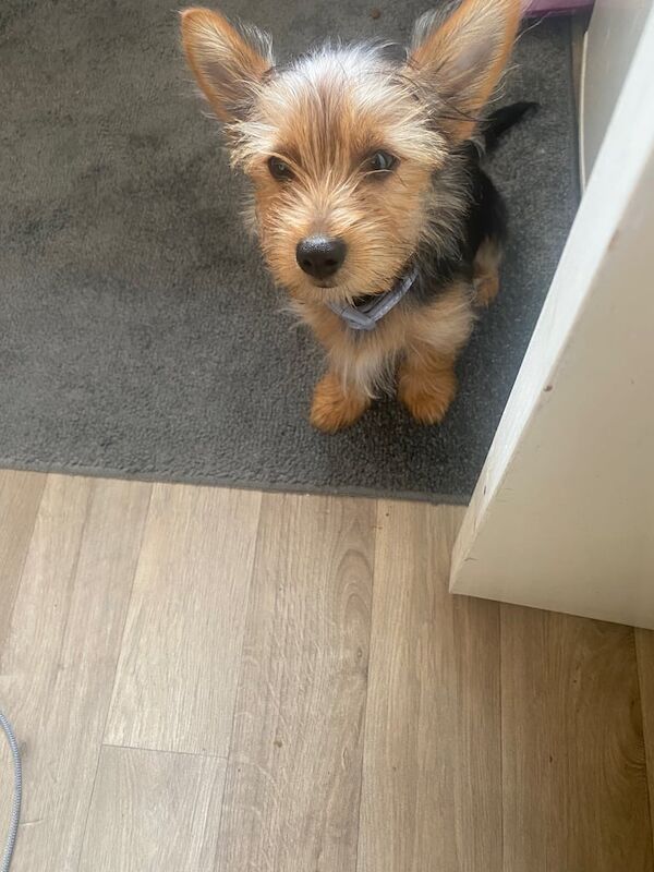 Yorkshire Terrier puppies for sale in Huddersfield, West Yorkshire – 3 months old