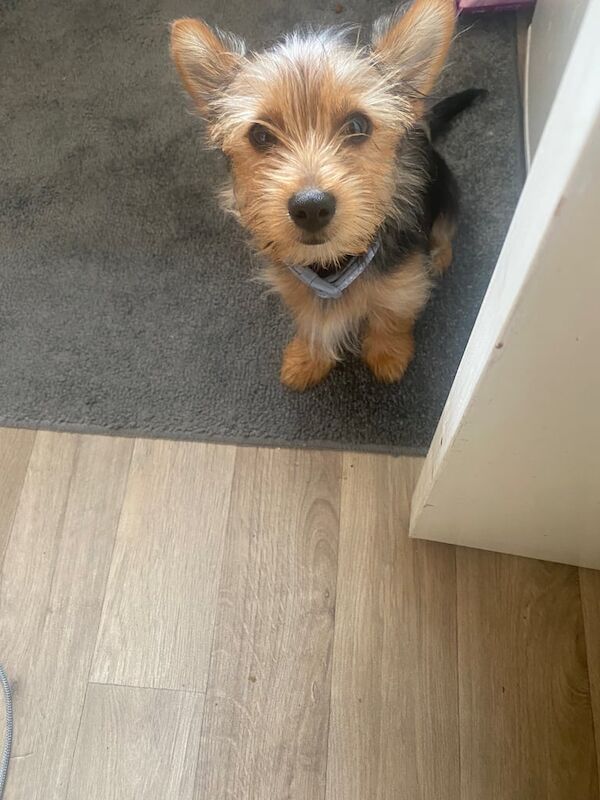Yorkshire Terrier puppies for sale in Huddersfield, West Yorkshire – 3 months old - Image 2 of 3