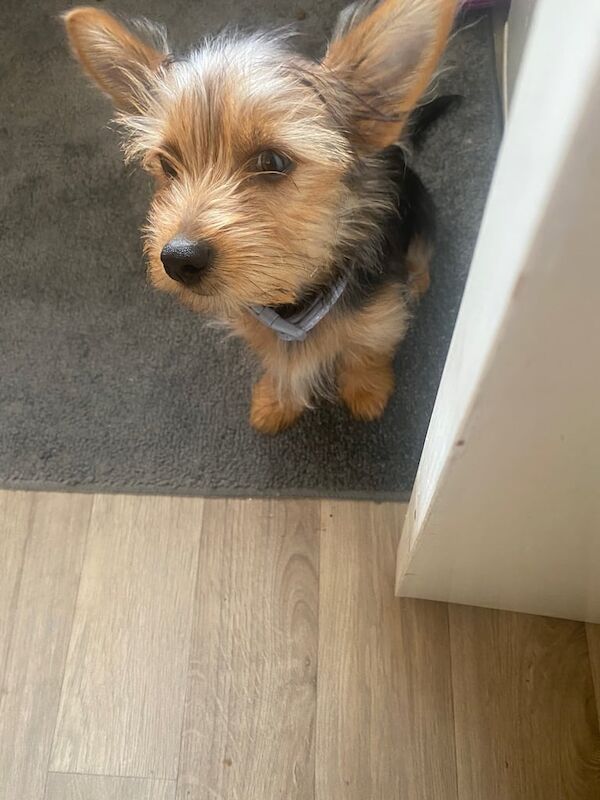 Yorkshire Terrier puppies for sale in Huddersfield, West Yorkshire – 3 months old - Image 3 of 3
