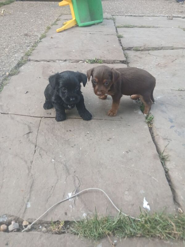 Yorkshire Terrier puppies for sale in Bramford, Suffolk – 5 weeks old