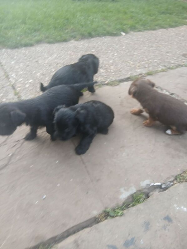 Yorkshire Terrier puppies for sale in Bramford, Suffolk – 5 weeks old - Image 2 of 3
