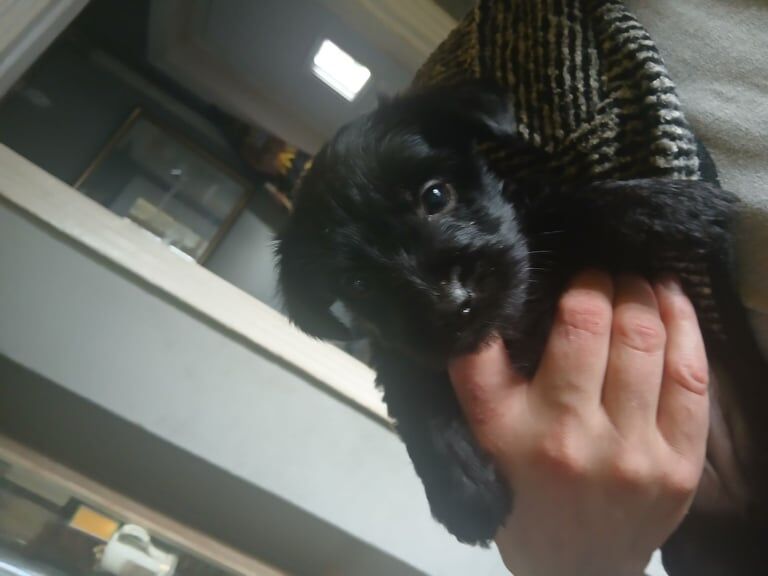 Yorkshire Terrier puppies for sale in Bramford, Suffolk – 5 weeks old - Image 3 of 3