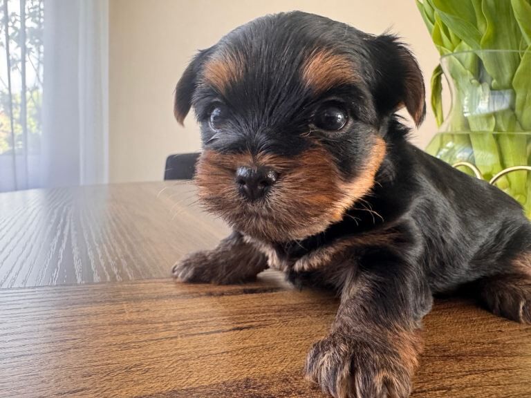 Yorkshire Terrier Puppies For Sale Under £1,000