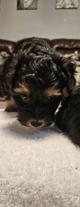 Yorky puppies
