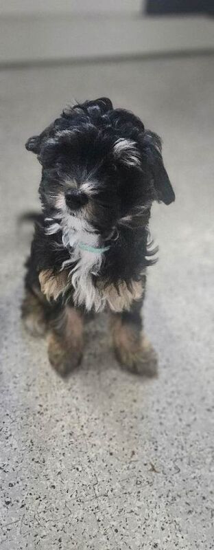 Yorky puppies - Image 5 of 5