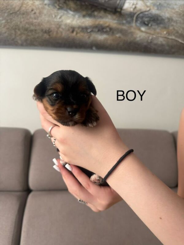 Yorkie Puppies For Sale