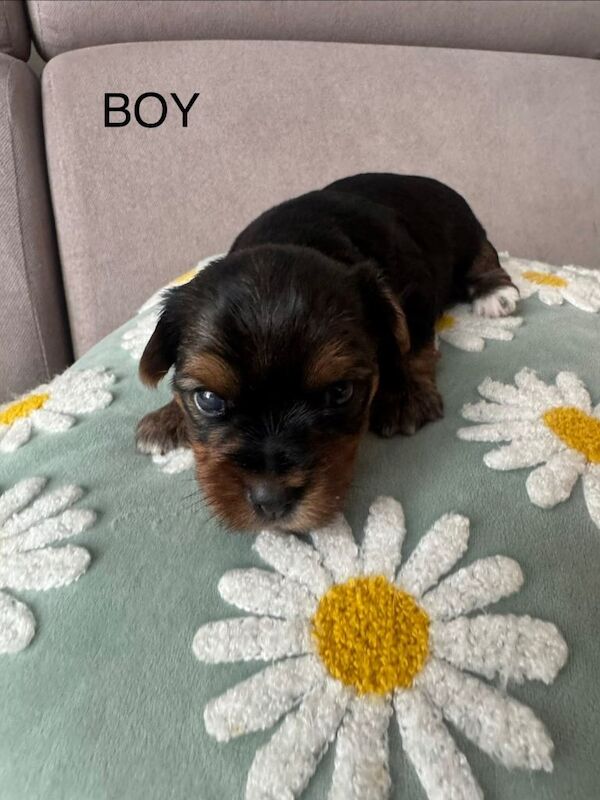 Yorshire terrier 1 boy 2 girls for sale - Image 2 of 5